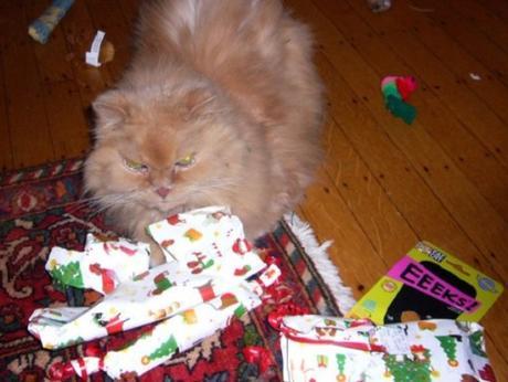 Top 10 Cats That Couldn't Wait Till Christmas Day