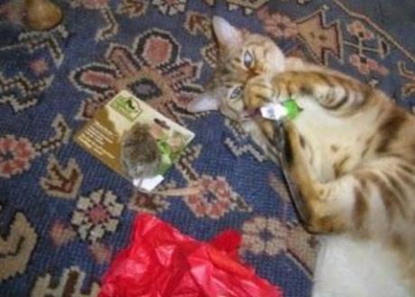 Cat Unwrapping Christmas Presents