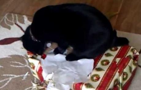 Cat Unwrapping Christmas Presents