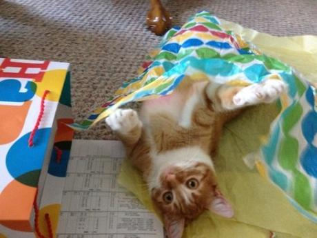 Cat Unwrapping Christmas Presents