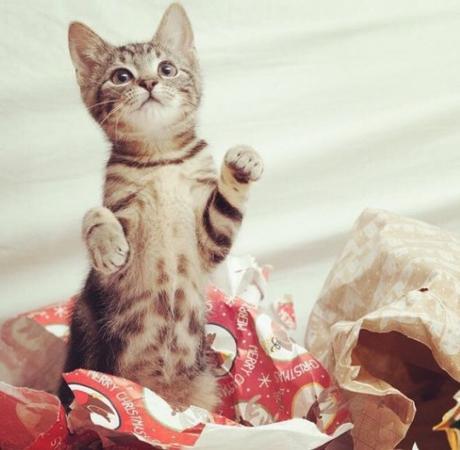 Cat Unwrapping Christmas Presents