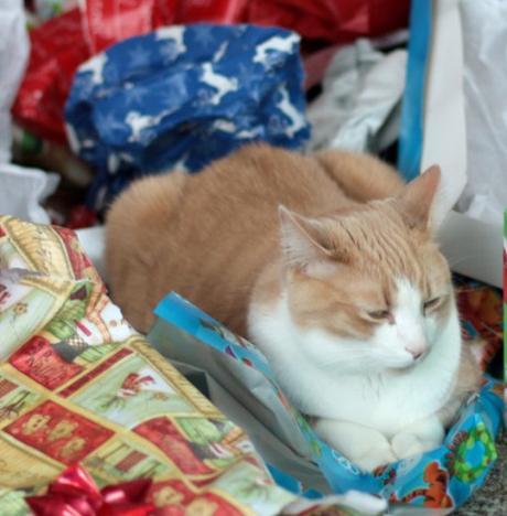 Cat Unwrapping Christmas Presents