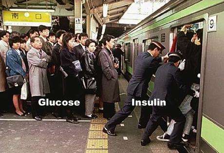 Why High Insulin Precedes Type 2 Diabetes