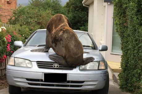 car damaged by seal ~ is the damage payable by Insurer ?