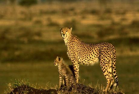 Cheetah ~ the fastest ! - racing towards extinction ?