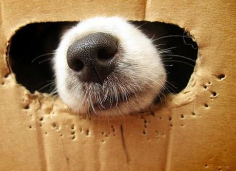 Top 10 Comfortable Looking Dogs In Boxes