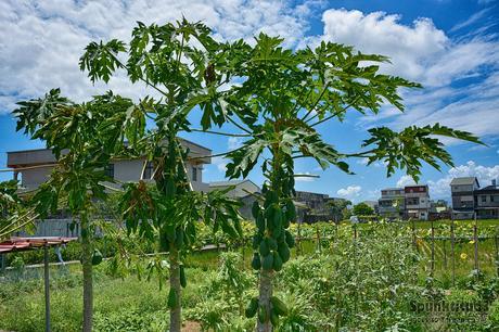 Yoshino Cherry Minsu吉野櫻民宿