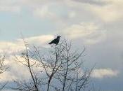 Crow Waits