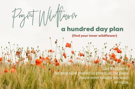 Wildflowers: a 100 Day Project