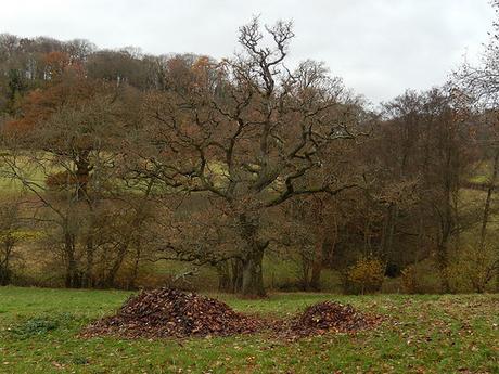 Ozelworth Bottom