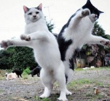 Top 10 Cats Dancing At the New Years Eve Party