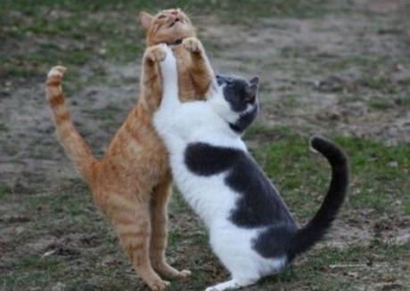 Cats Dancing