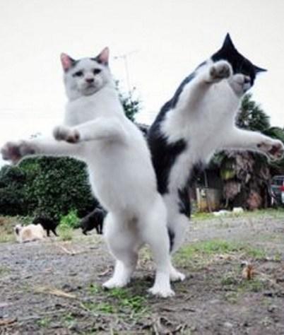 Cats Dancing