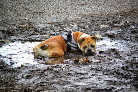 The Daily Constitutional Editor's Diary 2016 June: A #Soho Vigil