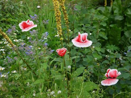 the Garden Lady