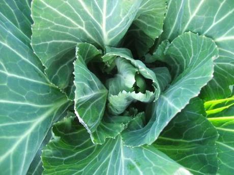 Of Cabbages and well…..