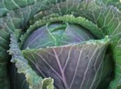 Cabbages Well…..