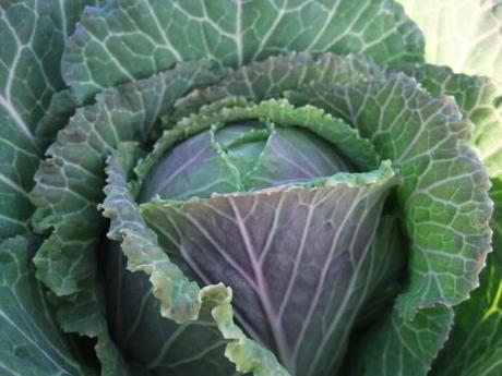 Of Cabbages and well…..