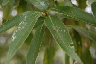 Quercus myrsinifolia Leaf (18/02/2012/ Kew, London)