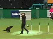 Worst Show: Defecates During Daring Crufts Agility Course