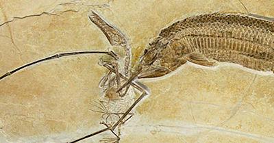 Ancient Armored Fish Downs Flying Reptile