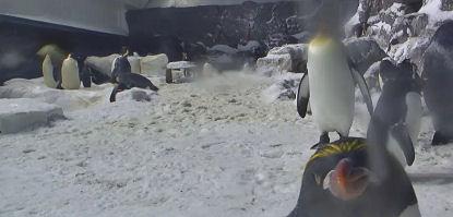 Live Cam At 'Penguin Encounter' Exhibit At SeaWorld San Diego