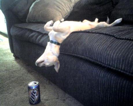 Funny or Foul? 10 Drunk Dogs Inspire the St. Patrick's Day Spirit
