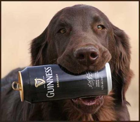 Funny or Foul? 10 Drunk Dogs Inspire the St. Patrick's Day Spirit