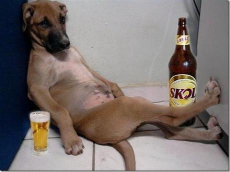 Funny or Foul? 10 Drunk Dogs Inspire the St. Patrick's Day Spirit