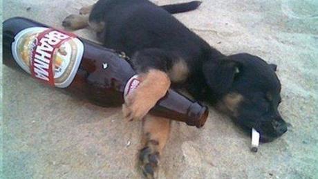 Funny or Foul? 10 Drunk Dogs Inspire the St. Patrick's Day Spirit