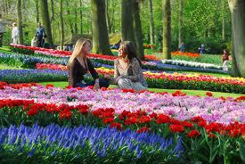 Keukenhof flower fields