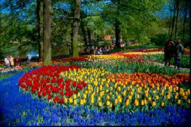 Keukenhof flower fields