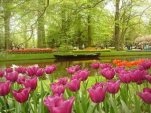 Keukenhof flower fields