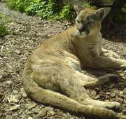 Featured Animal: Cougar