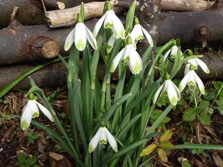 Galanthus Sam Arnott