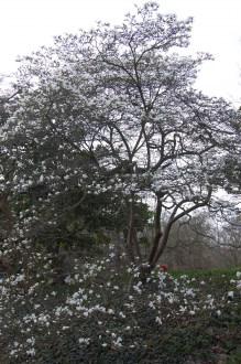 Magnolia stellata (11/03/2012, Kew, London)