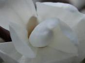 Plant Week: Magnolia Stellata