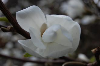 Magnolia stellata flower (11/03/2012, Kew, London)
