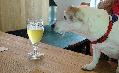 Funny Or Foul? 10 Drunk Dogs Inspire The St. Patrick's Day Spirit