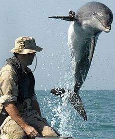 Dolphins Got A Ticket To Ride (To Fly), But At What Cost?