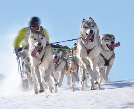 Iditarod 2012: And Then There Were Three