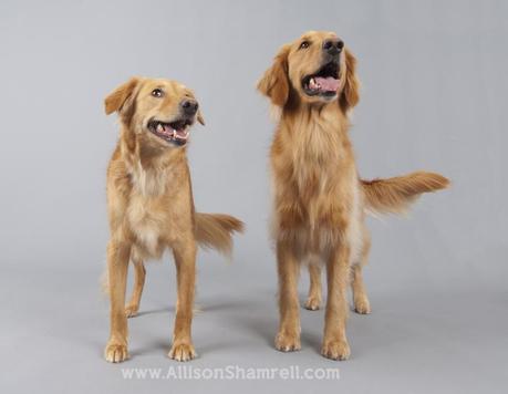 Two golden retrievers stand in the studio and look left. 
