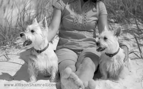 Two westies at the beach, both looking the same way, black and white.