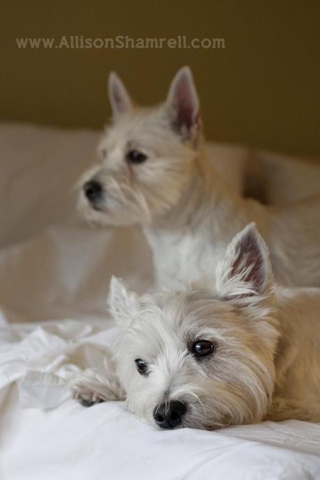 Two westies sit on a bed and look out a window.