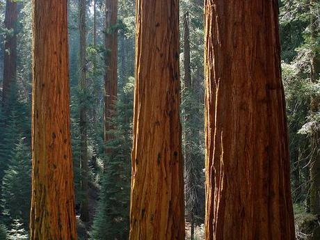 Sequoiadendrongiganteum