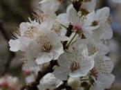 Plant Week: Prunus Cerasifera