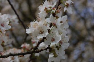 Prunus cerasifera flower (11/03/2012, Kew, London)