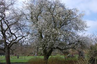 Prunus cerasifera (11/03/2012, Kew, London)