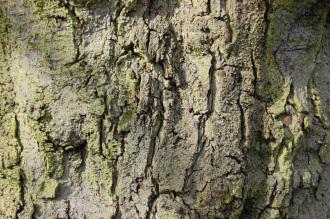 Prunus cerasifera bark (11/03/2012, Kew, London)