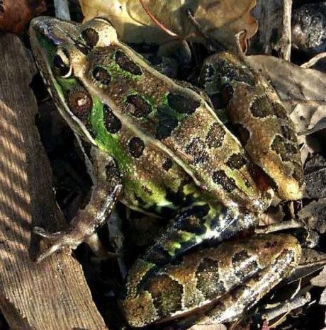 The new frog resembles this Southern leopard frog: image from the U.S. Geological Survey via silive.com